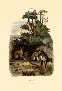 Renard roux, 1833-39 - French School